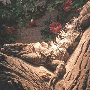 Black iguana (Ctenosaura similis), 2009-04-14