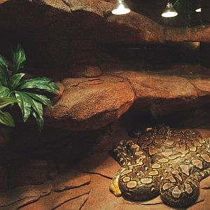 Reticulated python terrarium, second part, 2009-04-14