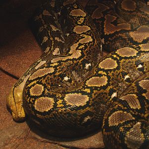 Reticulated python (Malayopython reticulatus), 2009-04-14