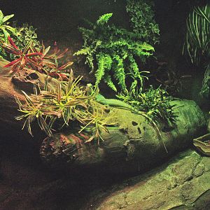 Green basilisk terrarium, 2009-04-14