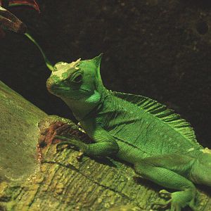 Green basilisk (Basiliscus plumifrons), 2009-04-14