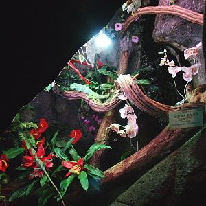 Fiji banded iguana terrarium, 2009-04-14