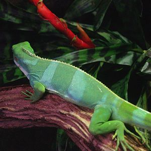 Fiji banded iguana (Brachylophus fasciatus), 2009-04-14