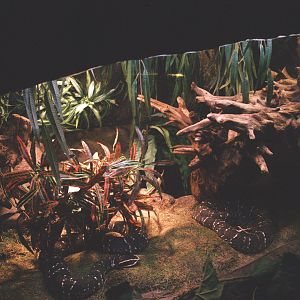 Mexican moccasin terrarium, 2009-04-14