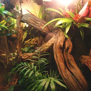 Long-nosed horned frog terrarium, 2009-04-14