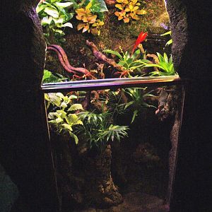 Poison dart frog terrarium, 2009-04-14