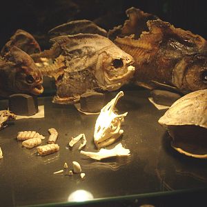 Preserved animal specimens, 2009-04-14