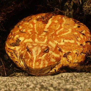 Cranwell's horned frog (Ceratophrys cranwelli), 2009-04-14