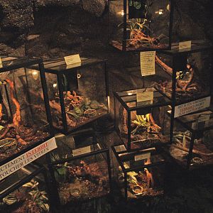 Arachnid terrariums, 2009-04-14