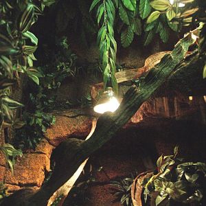 Corn snake terrarium, 2009-04-14