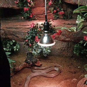 Monocled cobra terrarium, 2009-04-14