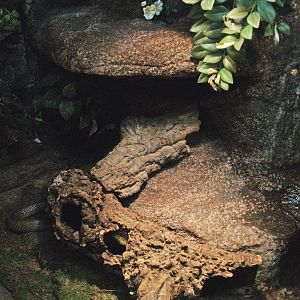 Monocled cobra terrarium, 2009-04-14