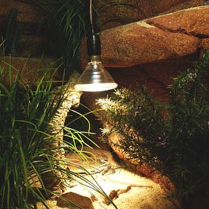 Spiny-tailed monitor terrarium, 2009-04-14