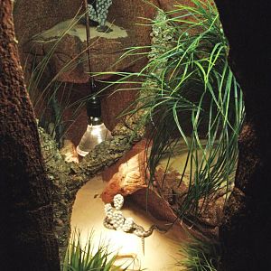 Nose-horned viper terrarium, 2009-04-14