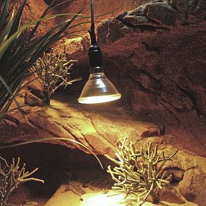 Giant girdled lizard terrarium, 2009-04-14