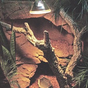 Frilled lizard terrarium, 2009-04-14