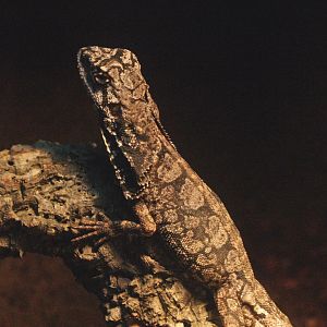 Frilled lizard (Chlamydosaurus kingii), 2009-04-14