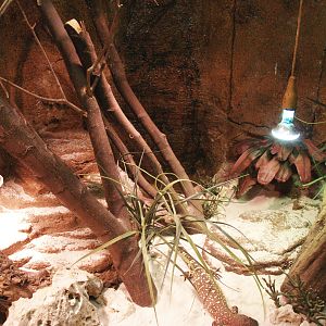 Rio Fuerte beaded lizard terrarium, 2009-04-14