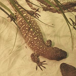 Rio Fuerte beaded lizard (Heloderma horridum exasperatum), 2009-04-14