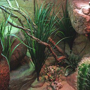 Shingleback skink terrarium, 2009-04-14