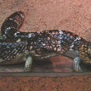 Shingleback skinks (Tiliqua rugosa), 2009-04-14
