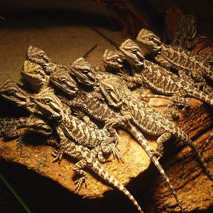 Bunch of baby Central bearded dragons (Pogona vitticeps), 2009-04-14