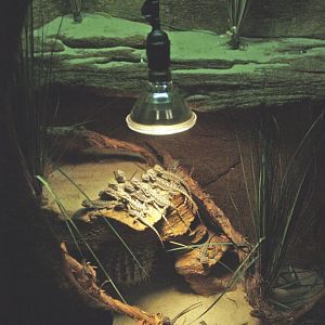 Terrarium for baby Central bearded dragons, 2009-04-14