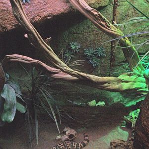 Gila monster terrarium, 2009-04-14