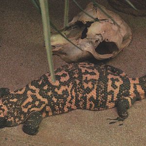 Gila monster (Heloderma suspectum), 2009-04-14