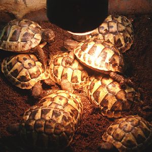 Juvenile Hermann's tortoises (Testudo hermanni), 2009-04-14