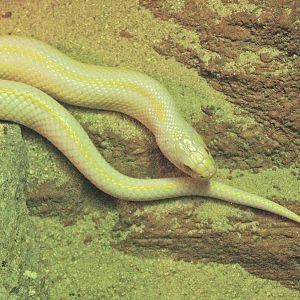 California kingsnake morph (Lampropeltis getula californiae), 2009-04-14