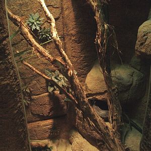 Black-lined plated lizard terrarium, 2009-04-14