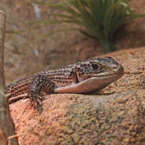Black-lined plated lizard (Gerrhosaurus nigrolineatus), 2009-04-14