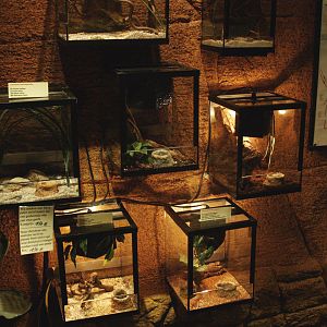 Arachnid terrariums, 2009-04-14