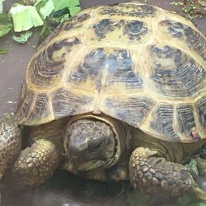 Tortoise ID?