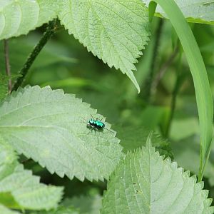 Six-spotted green tiger beetle
