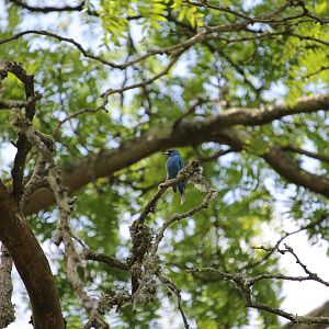 Indigo Bunting (Passerina cyanea)