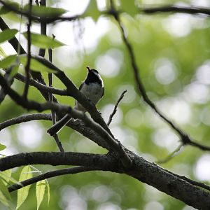 Black-Capped Chickadee (Poecile atricapillus)