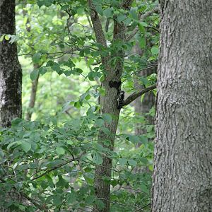 Hairy Woodpecker (Leuconotopicus villosus)