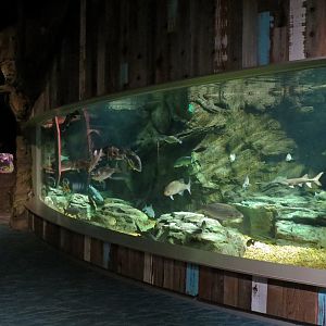 Confluence Gallery - Mixed Species Exhibit