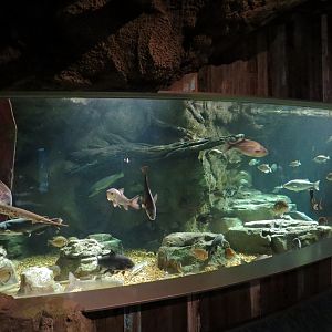 Confluence Gallery - Mixed Species Exhibit