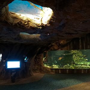 Confluence Gallery - Mixed Species Exhibit - Overhead Window
