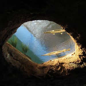 Confluence Gallery - Mixed Species Exhibit - Overhead Window