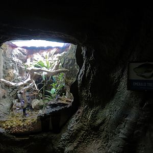 Global Rivers - Emerald Tree Boa Exhibit