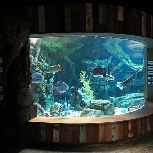 Global Rivers - Mixed Species Exhibit