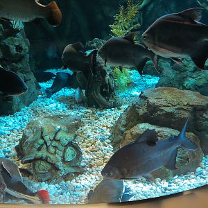 Global Rivers - Mixed Species Exhibit