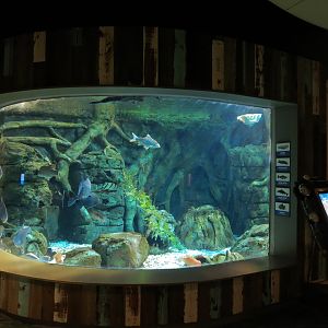 Global Rivers - Mixed Species Exhibit