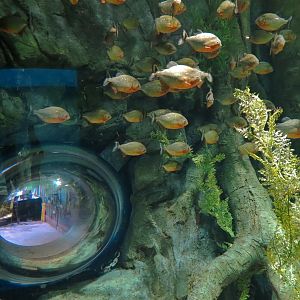 Global Rivers - Red Piranha Exhibit