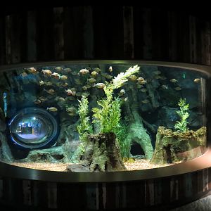 Global Rivers - Red Piranha Exhibit