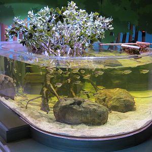 Global Rivers - Archerfish Exhibit